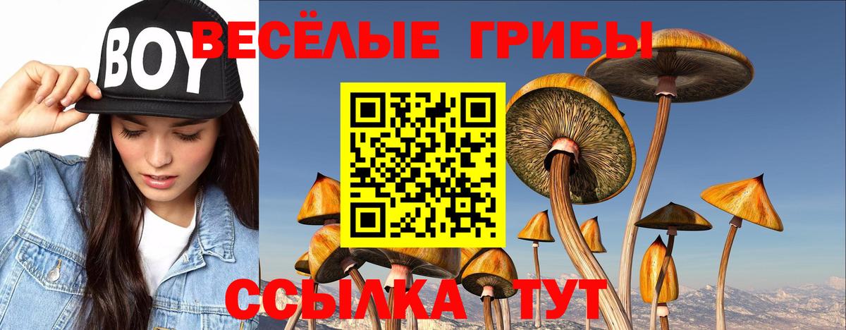 Горно-Алтайск  Галлюциногенные грибы Psilocybe  Вход с VPN 